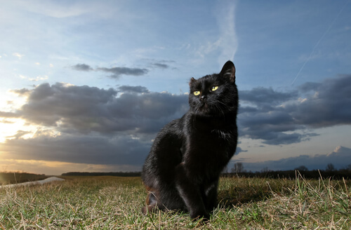 gato preto macho