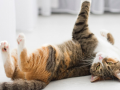 Image of a cat playfully peeking out from behind a curtain.