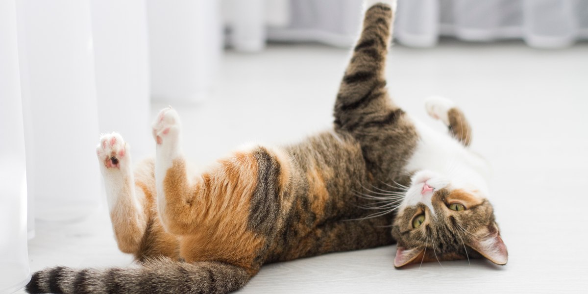 Imagem de um gato espiando por trás de uma cortina.