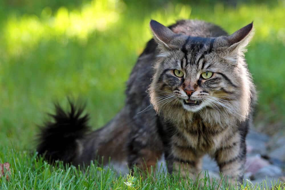 os gatos têm paladar, resposta de Flehmen