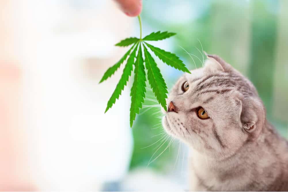 Óleo CBD para gatos gatos cheirando folha de cannabis