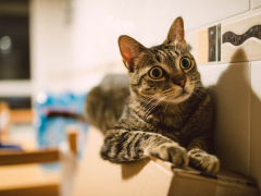 feline hyperesthesia cat with dilated pupils