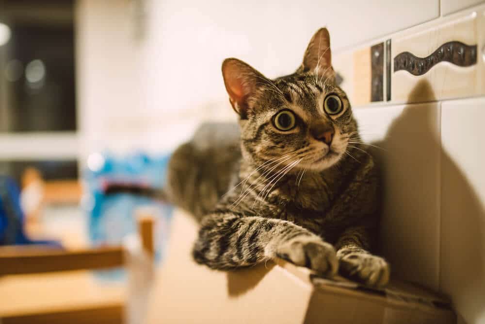 Imagem ilustrativa representando a síndrome de hiperestesia felina, mostrando um gato apresentando sensibilidade aumentada, possivelmente com pelos arrepiados e exibindo sinais de agitação ou desconforto nas costas.