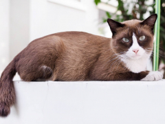 Brown and White Cat Sitting on White Platform