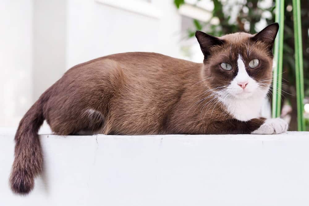 Gato Marrom E Branco Sentado Na Plataforma Branca