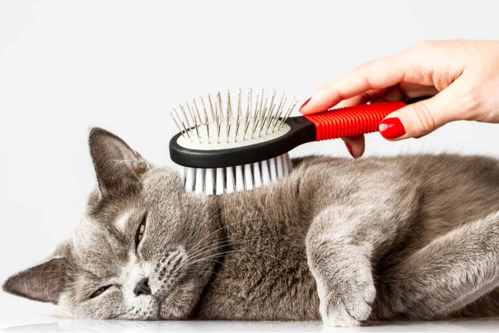 Gato relaxado sendo escovado para evitar bolas de pelo