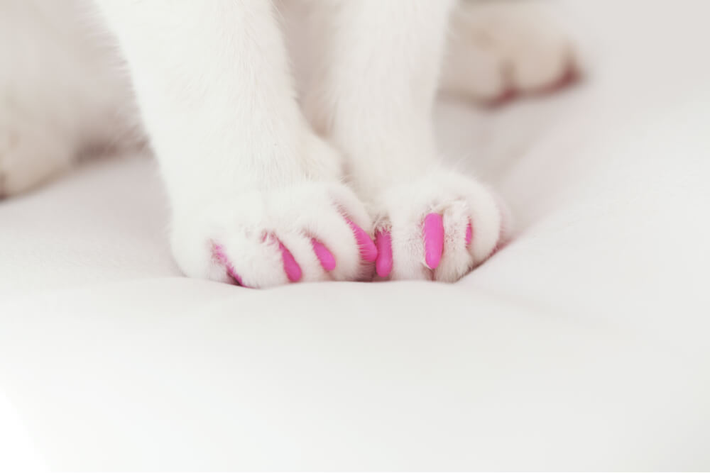 Patas de gato brancas com tampas de garras rosa, alternativa para declamar gatos