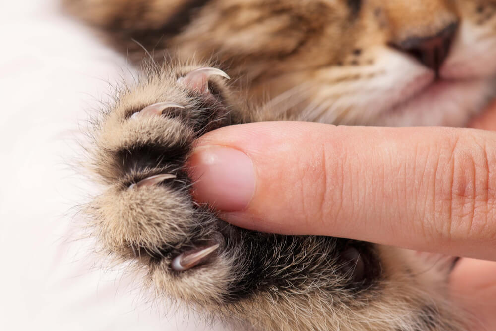 Close da pata de um gatinho com um dedo humano para contraste