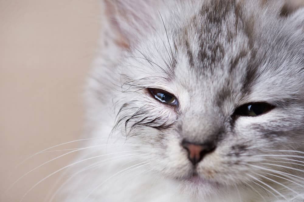 Gato jovem com vazamento no olho infectado