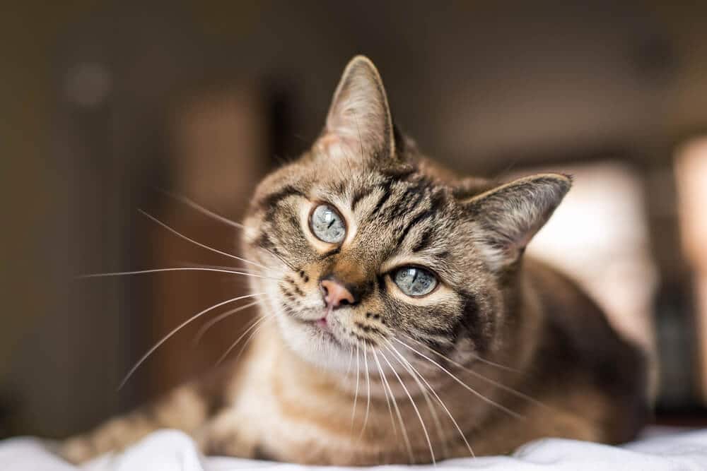 Gato malhado marrom com convulsões de olhos azuis