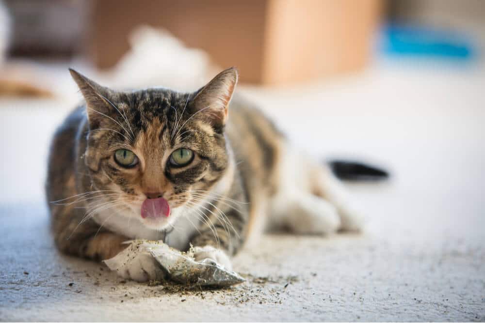 Gato chita brincando com erva-de-gato