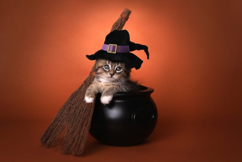 Nomes de gatos de Halloween para gatinhos