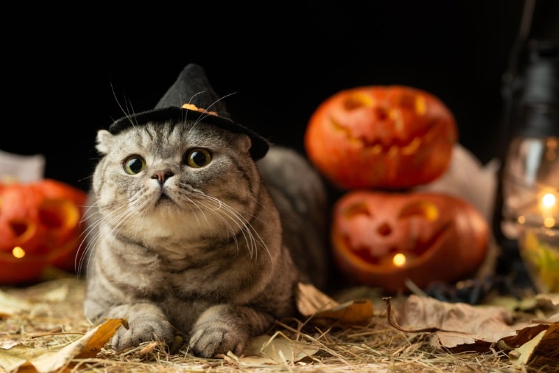 Gato de Halloween