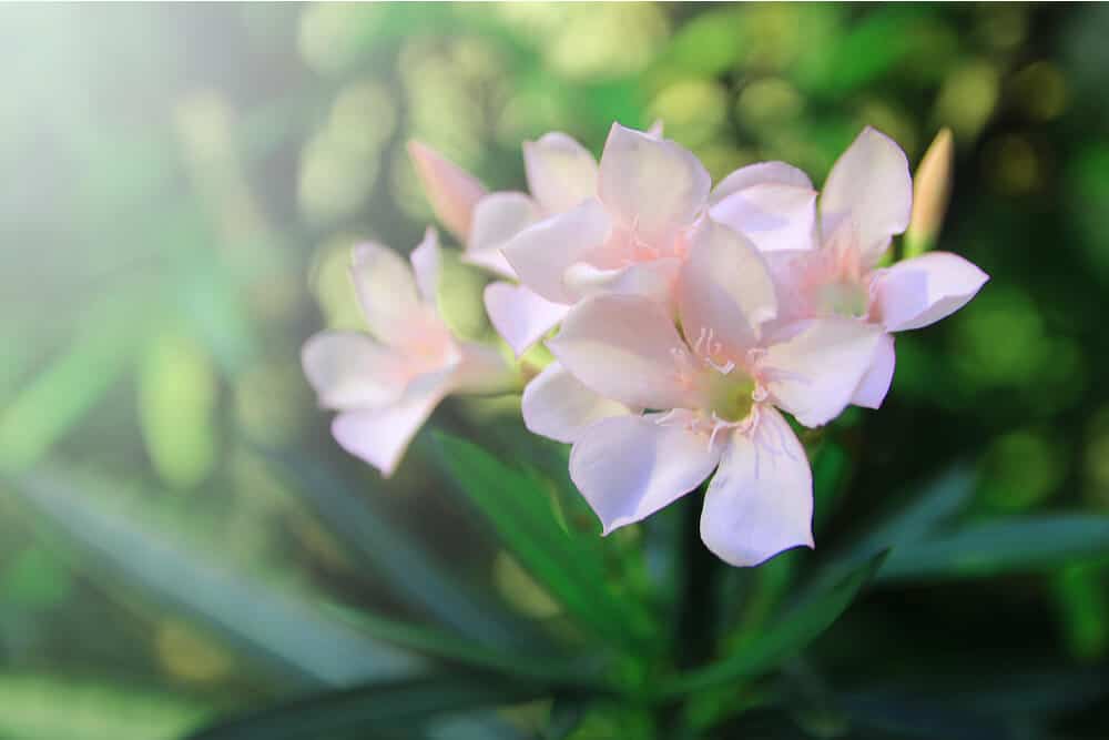 Flores de oleandro rosa pálido