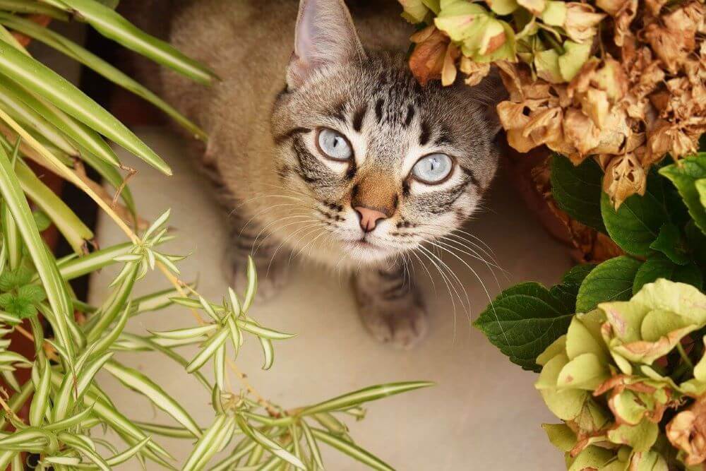 Gato cercado por flores