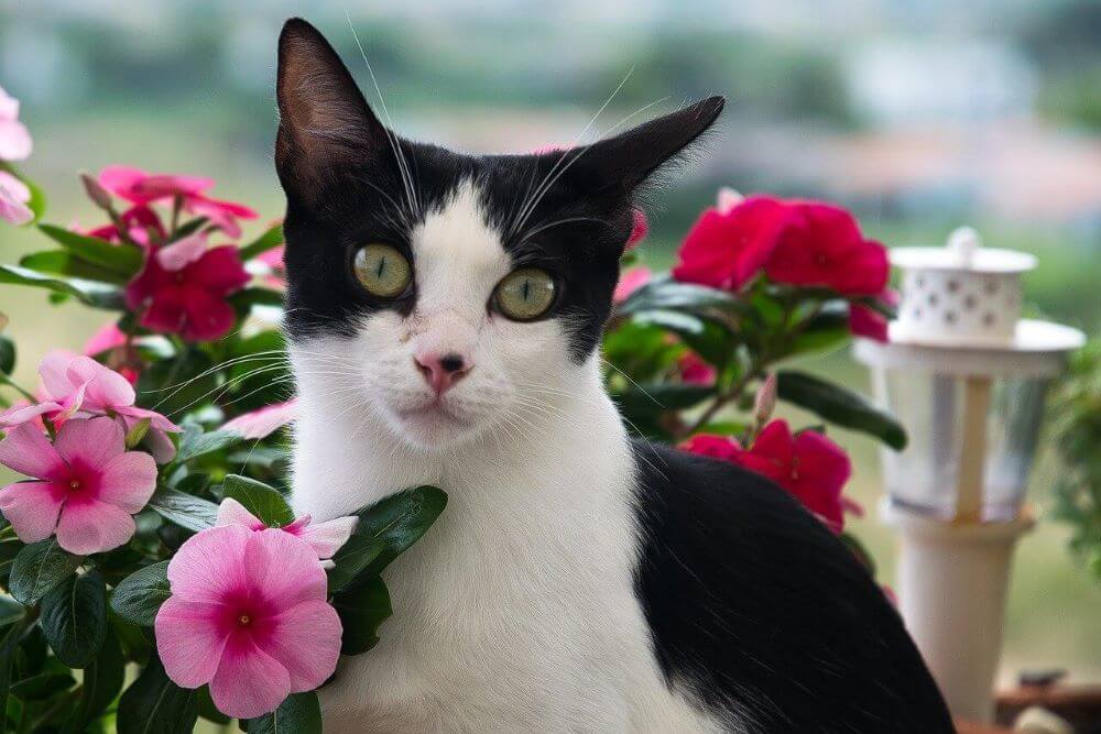 Gato de smoking preto e branco cercado por flores rosa e vermelhas