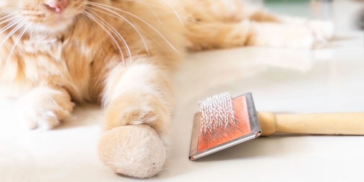 bola de pelo de gato