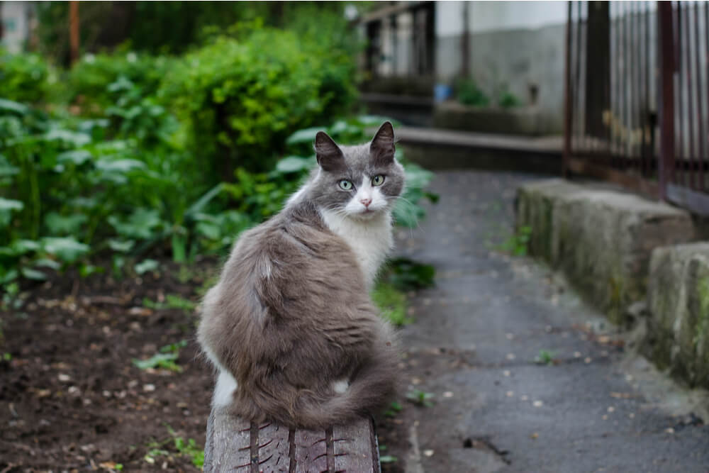 Recurso Raiva em Gatos