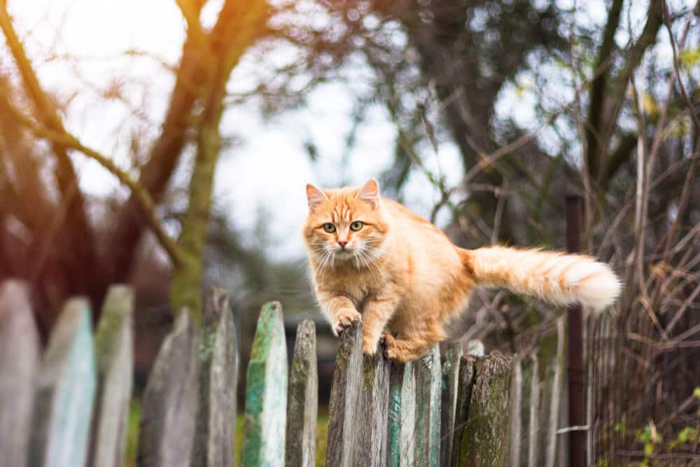 Vacinação anti-rábica para gatos ao ar livre