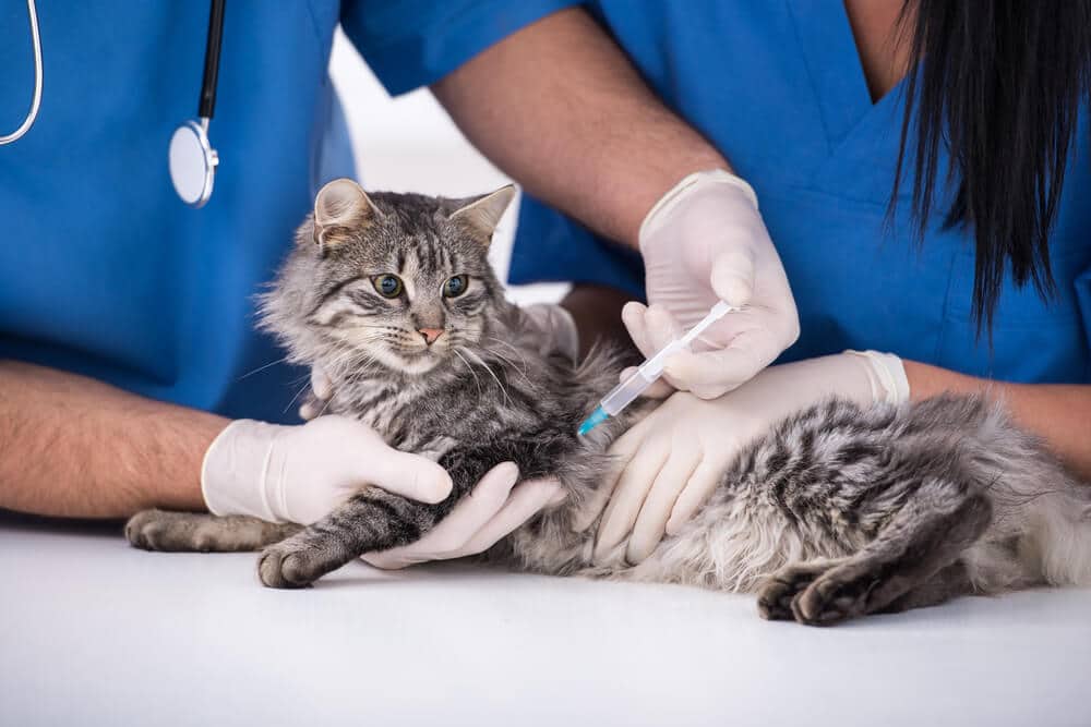 Vacinação contra raiva em gatos