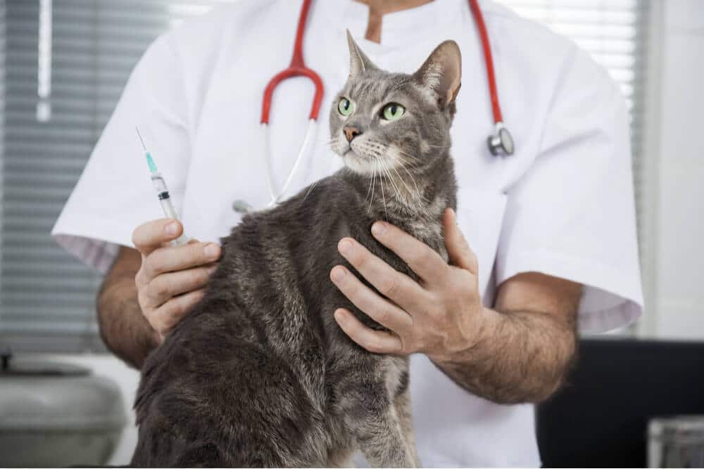 Recurso de cronograma de vacinação para gatos