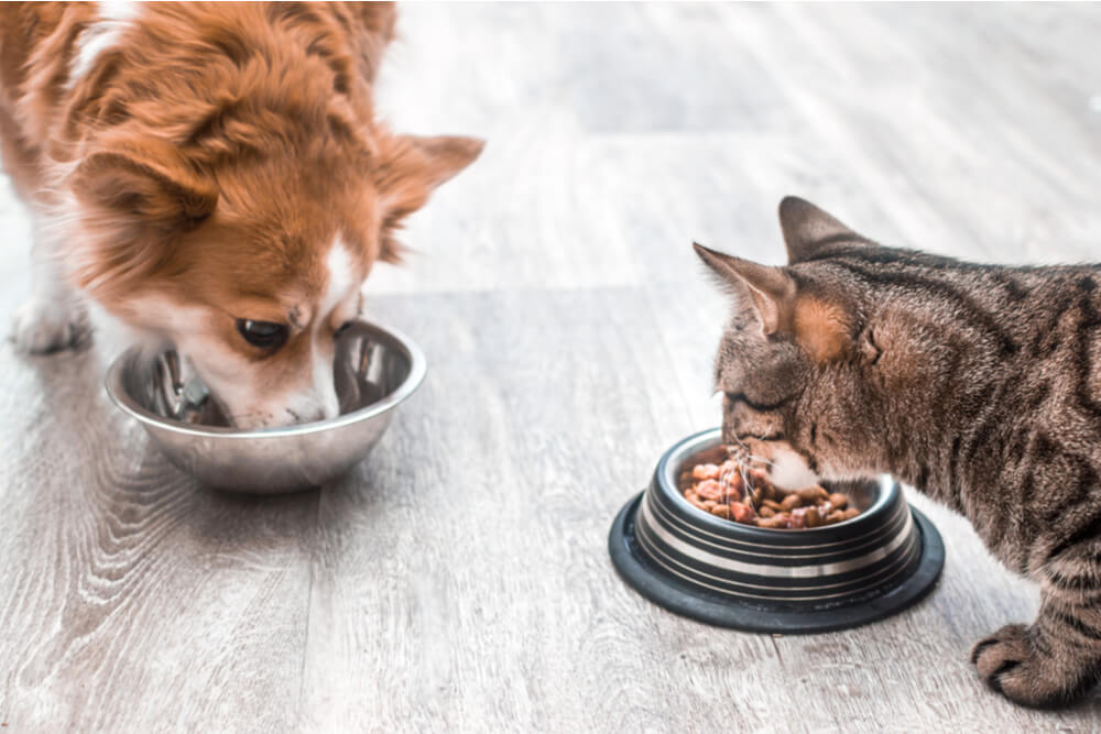 Imagem capturando uma cena emocionante de um gato e um cachorro comendo juntos