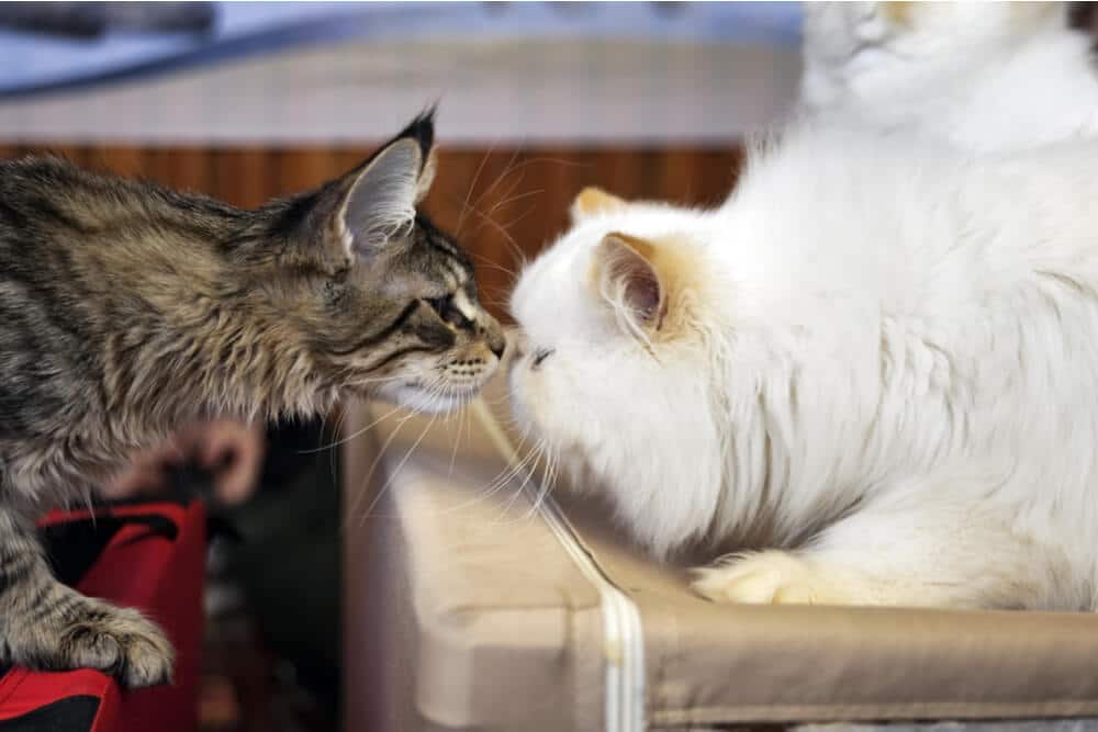 Gatos cheirando uns aos outros introdução