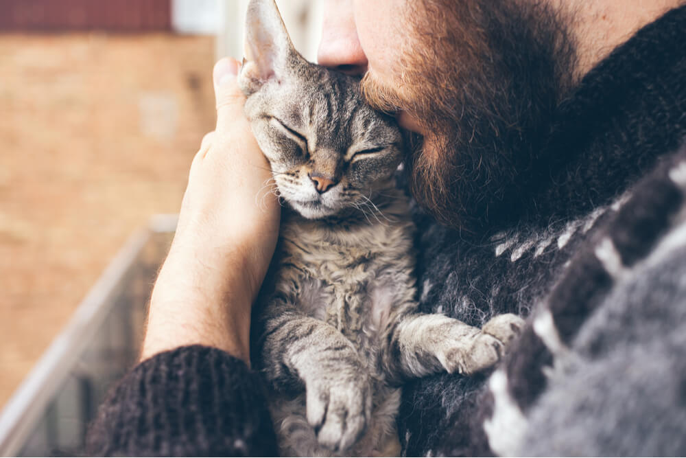 Como fazer um gato te amar abraçando