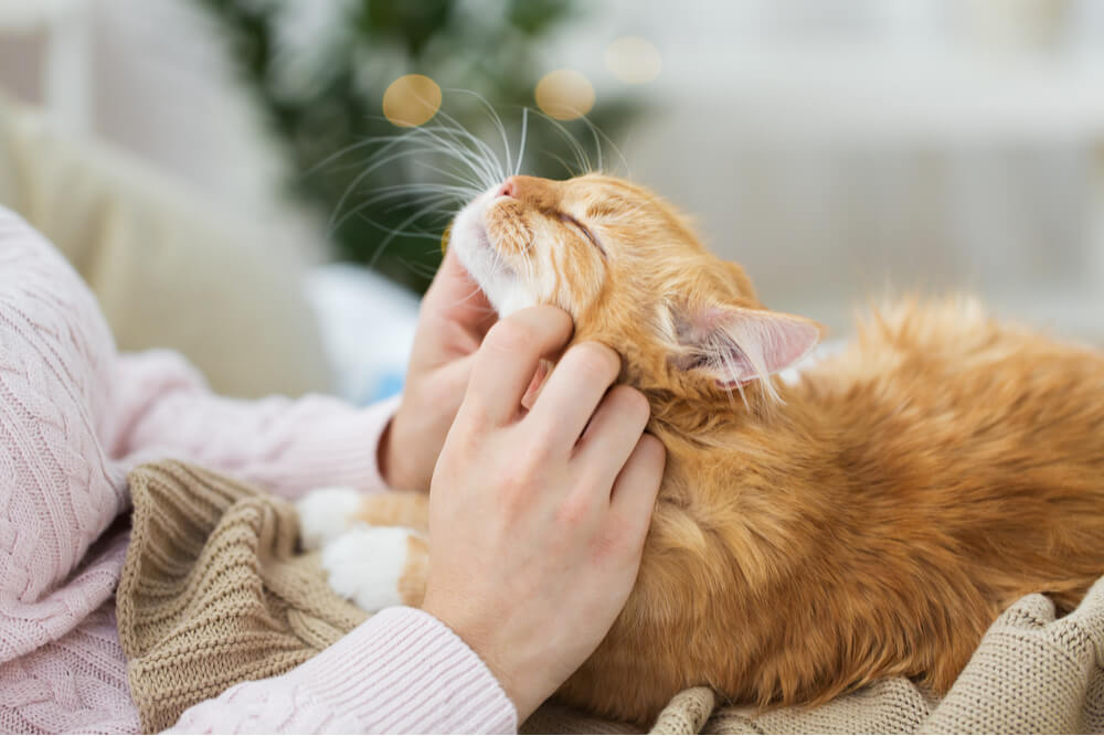 Imagem que mostra os passos para promover um vínculo forte com um gato, à medida que a pessoa aprende como deixar o felino confortável e afetuoso sentado em seu colo.