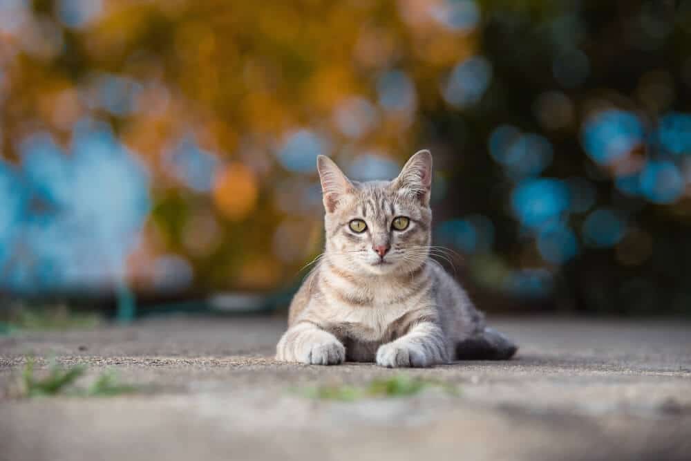 Gato ao ar livre sentado na calçada