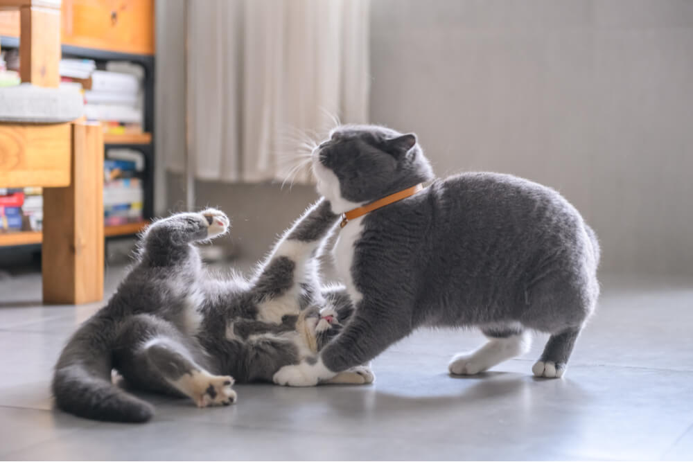 Uma imagem que retrata um gato satisfeito descansando pacificamente perto de uma janela iluminada pelo sol. A postura relaxada e a expressão serena do gato transmitem uma sensação de conforto e tranquilidade enquanto desfruta do calor e da vista da janela.