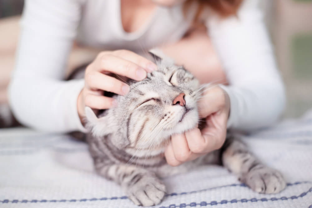 Pessoa massageando a cabeça de um gato