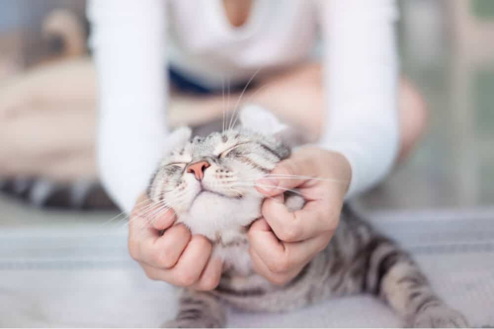 Imagem que retrata um dono atencioso cuidando de um gato doente, oferecendo conforto e apoio durante o processo de recuperação.