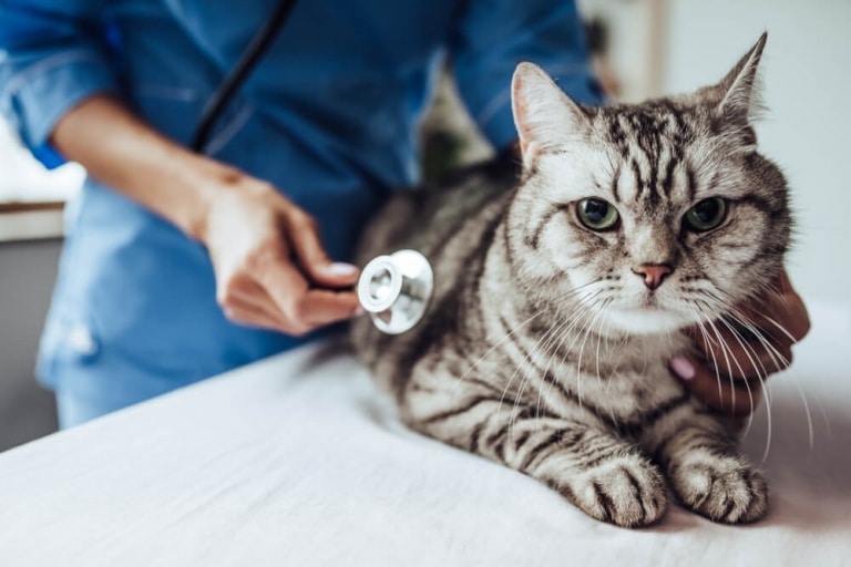 Tosse em Gatos: Causas e Tratamento - Cats.com