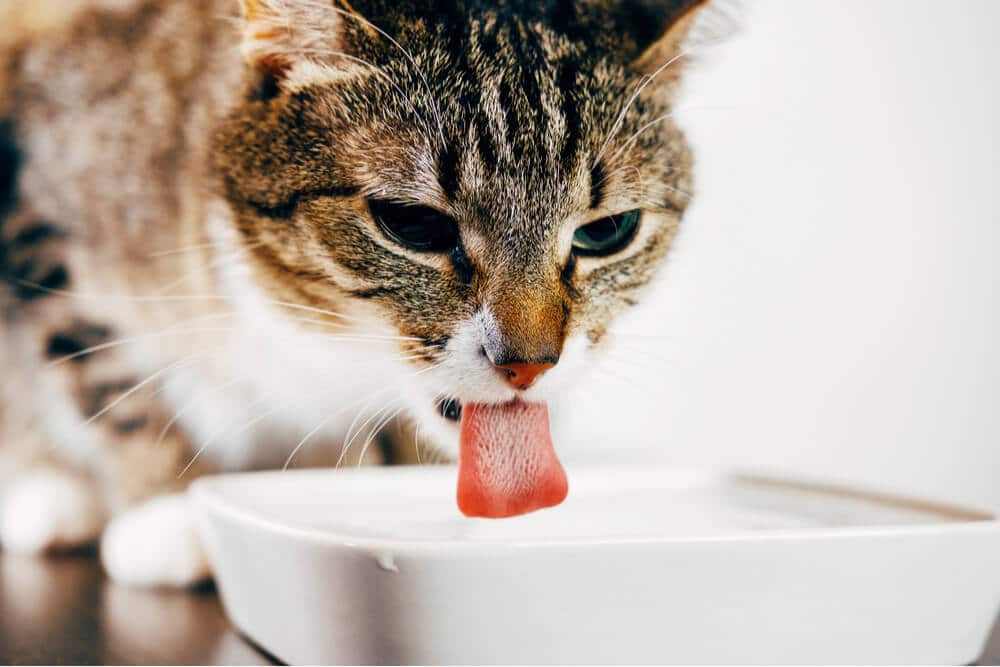 Gato saciando a sede bebendo água.