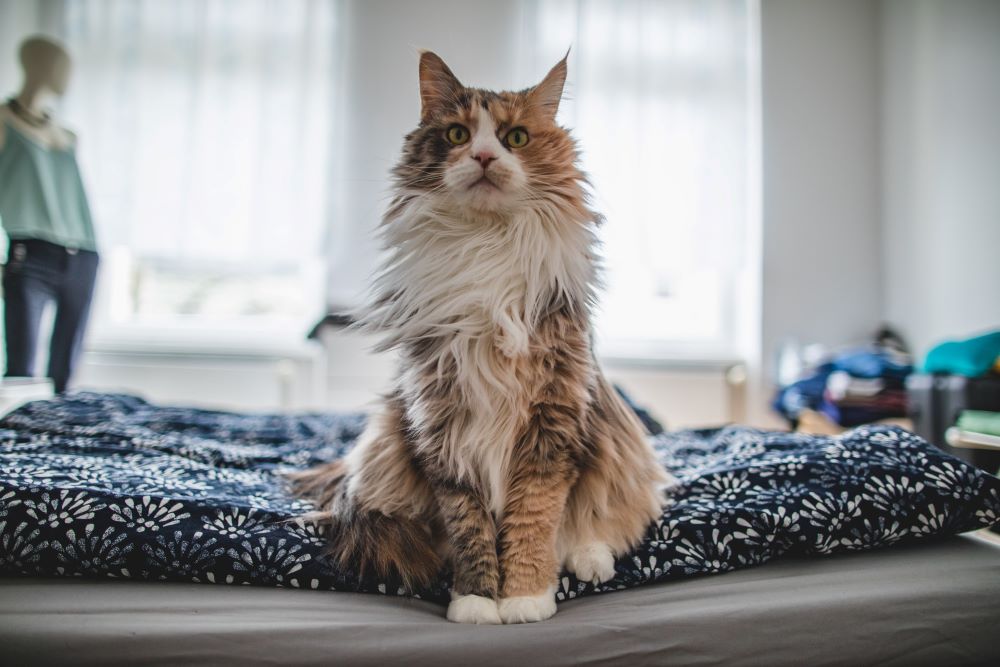 Recurso de perda de cabelo de gato