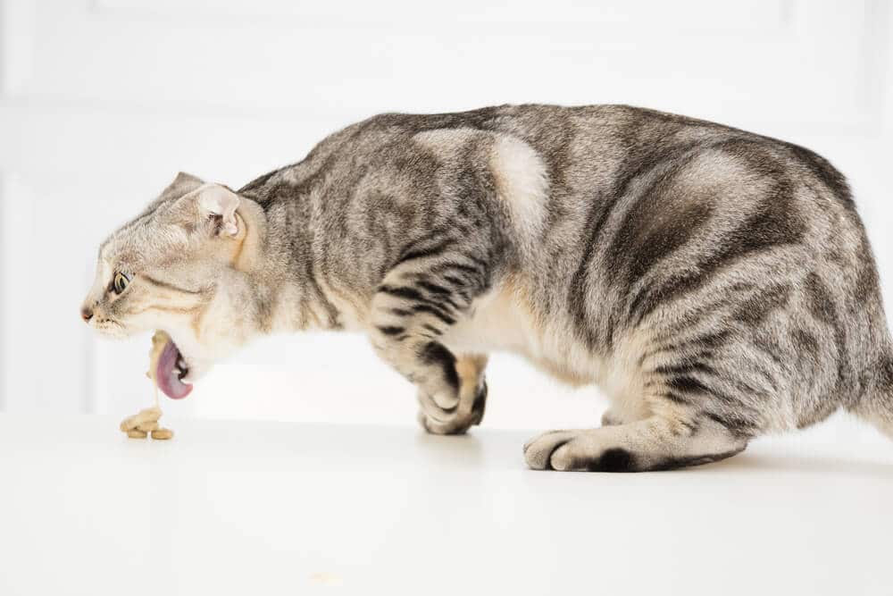 A imagem de um gato vomitando.