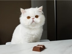 Image illustrating a cat with chocolate, underscoring the dangers of chocolate consumption for cats