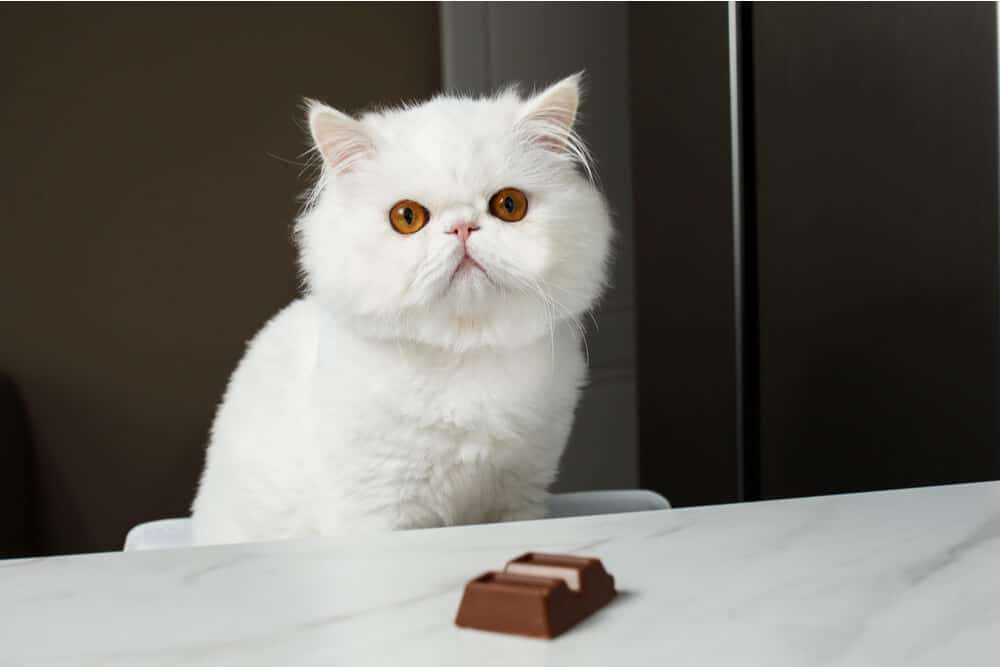 Imagem ilustrando um gato com chocolate, ressaltando os perigos do consumo de chocolate para gatos