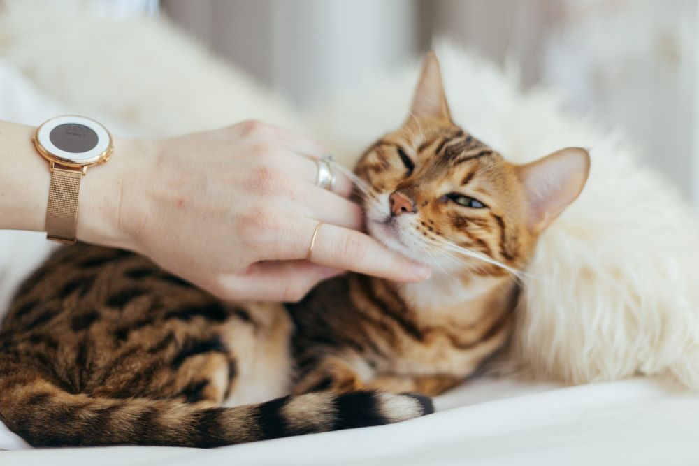 Pessoa acariciando gato causa queda de cabelo em gatos