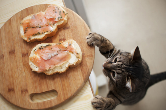13 Alimentos Humanos que são Venenosos e Tóxicos para Gatos