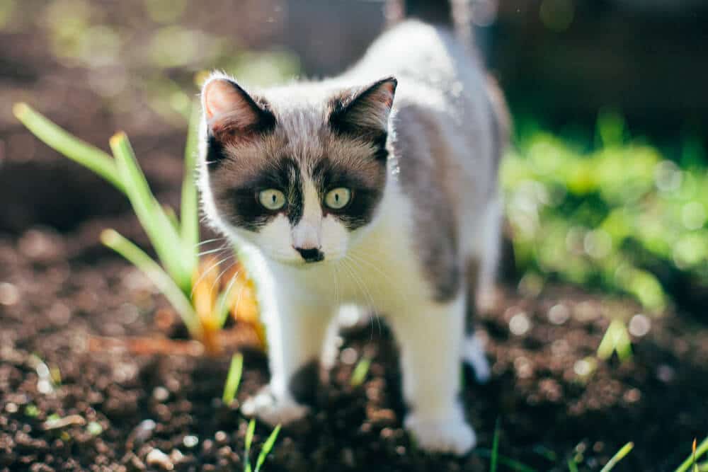 Gatinho vivendo ao ar livre