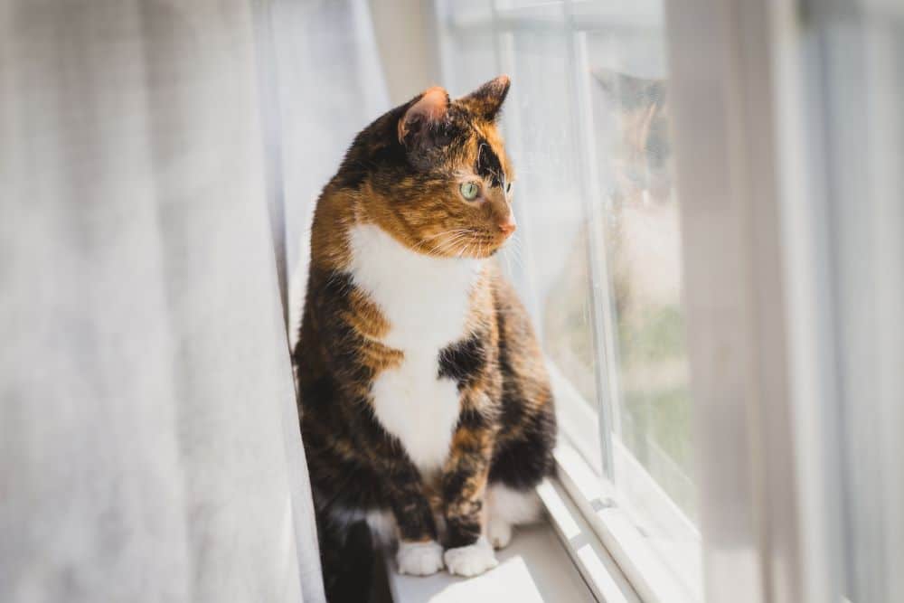 Piometra em sintomas de gatos