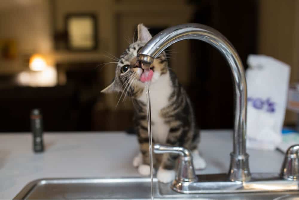 Gato curioso em uma tigela de água, bebendo mais água do que o normal. A expressão atenta e a cabeça baixa do gato indicam seu maior interesse pela fonte de água.