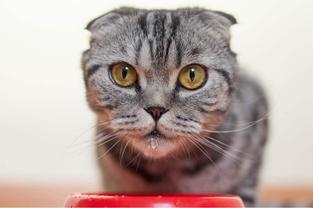 Gato alerta bebendo água de uma tigela, mostrando aumento de sede. A postura concentrada do gato e o ato de beber sugerem maior ingestão de água.