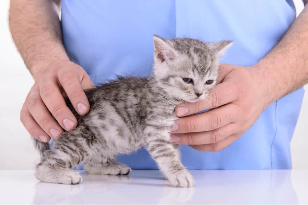 Foto de cinomose felina de um gatinho no veterinário