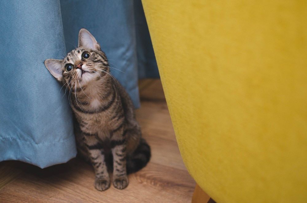 Os gatinhos podem comer ração para gatos