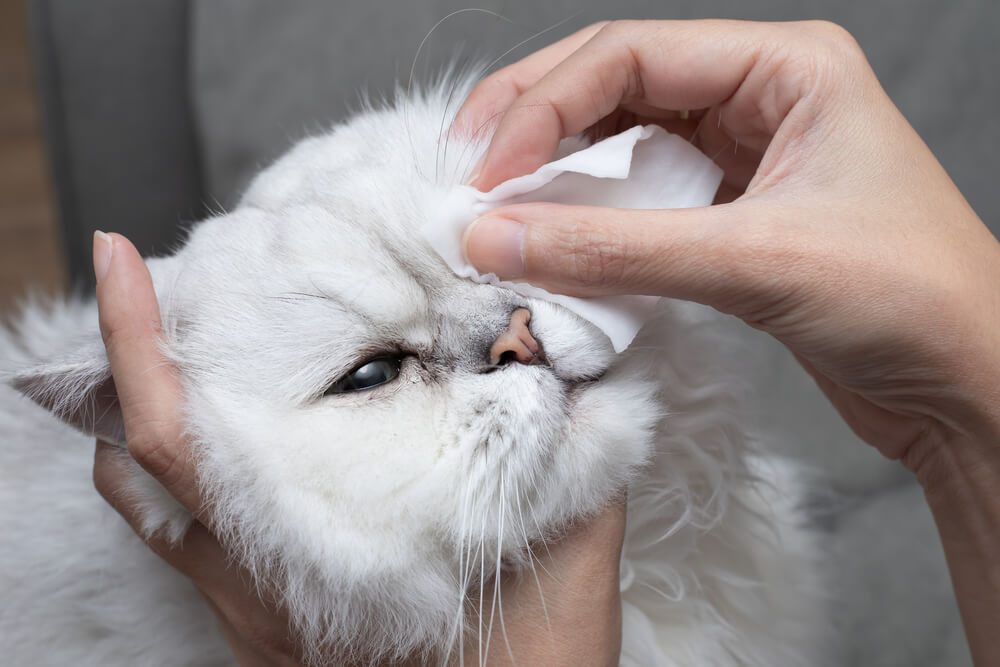 humano limpando olho de gato