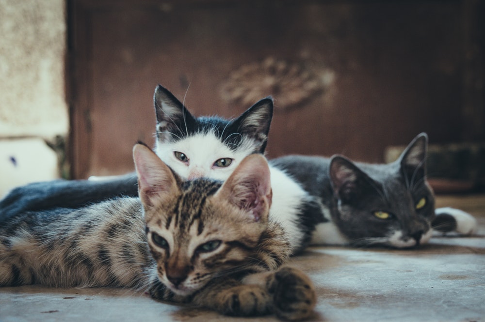 Foto de um grupo de gatos com potencial de transmissão de leucemia felina