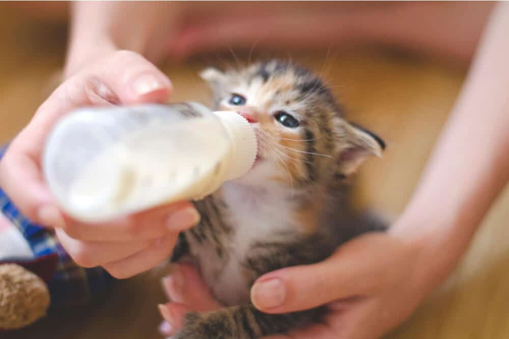 Gatinho adorável bebendo leite de uma garrafa